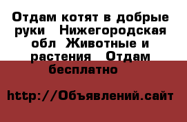Отдам котят в добрые руки - Нижегородская обл. Животные и растения » Отдам бесплатно   